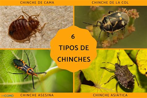 imágenes de chiches|Ver imágenes de chinches en todas las etapas de la。